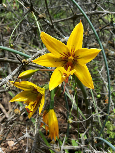 Placea lutea